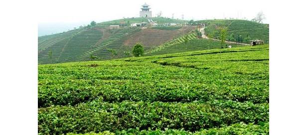 熱烈祝賀合肥蒲公英農業科技有限公司網站上線！